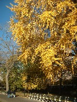 a0027277_0565732.jpg