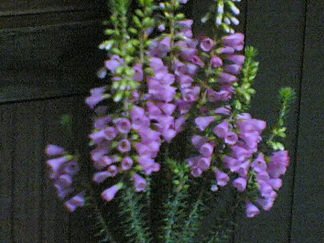 b0074377_20534955.jpg