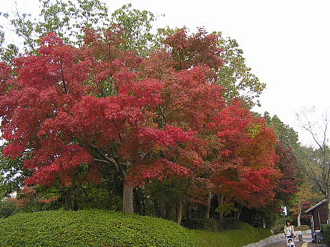 びわこ文化公園_c0009190_22342764.jpg