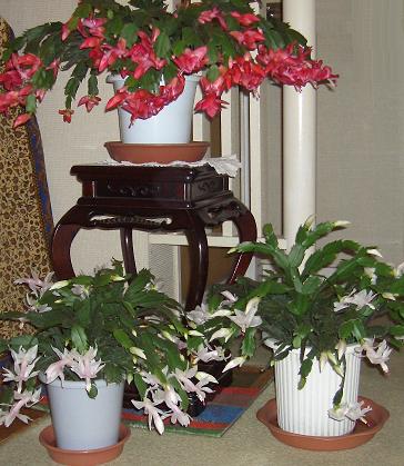e0023790_19284255.jpg