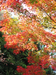 e0048503_2332034.jpg