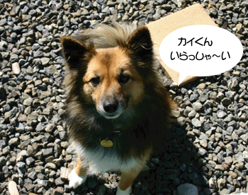 a0041108_2164363.gif