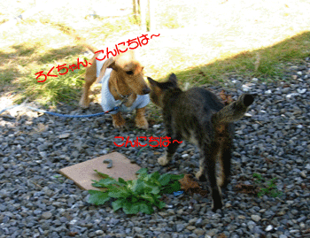 a0041108_2184986.gif