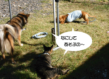 a0041108_219343.gif