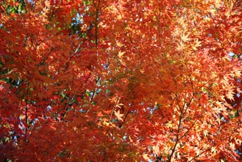 e0103024_1538523.jpg