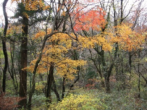 湯布院の紅葉_c0051938_97538.jpg