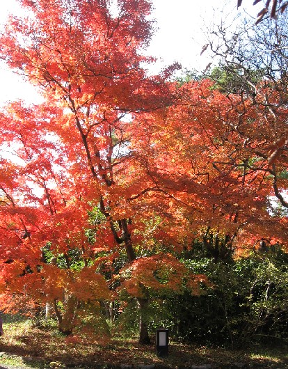 湯布院の紅葉_c0051938_98538.jpg