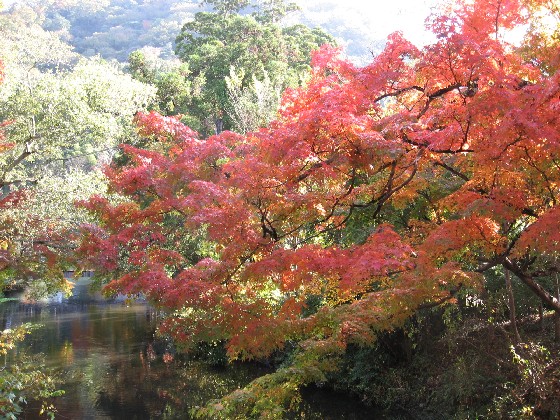 湯布院の紅葉_c0051938_98767.jpg