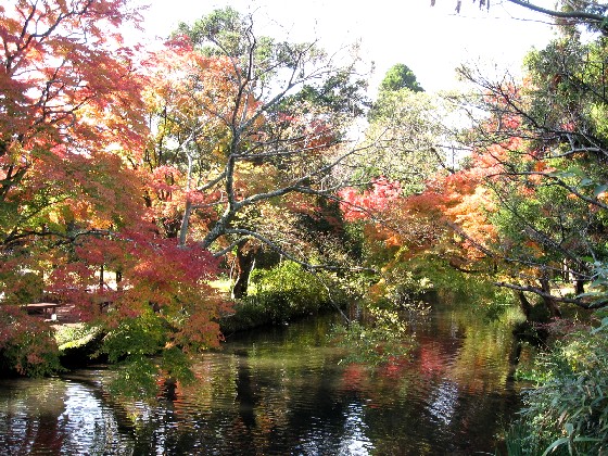 湯布院の紅葉_c0051938_99762.jpg