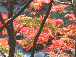11月１７日　夏井川渓谷の紅葉状況_f0105342_1112844.jpg
