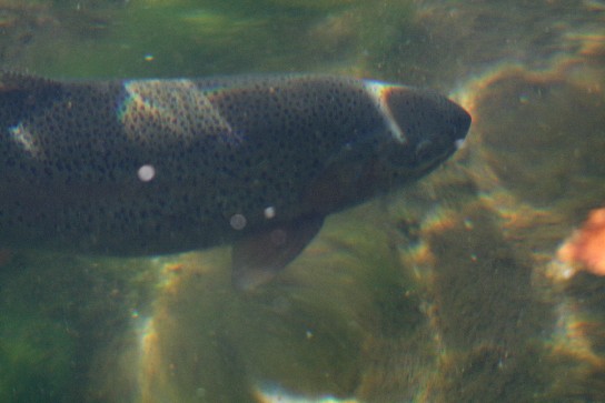 北海道のヘソ・・・富良野鳥沼公園_f0000866_7112126.jpg