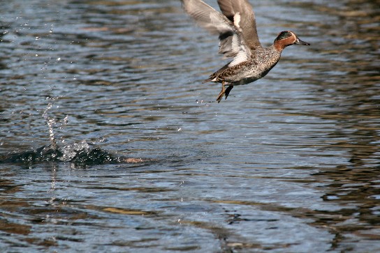 北海道のヘソ・・・富良野鳥沼公園_f0000866_79990.jpg