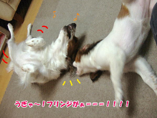 c0075585_0382655.jpg
