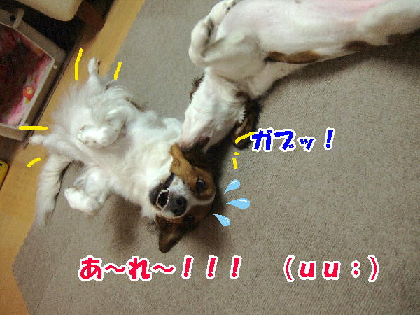 c0075585_0384741.jpg