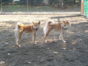 今朝のドッグラン （ 前編 ～ 柴犬編 ）_f0109601_15145494.jpg