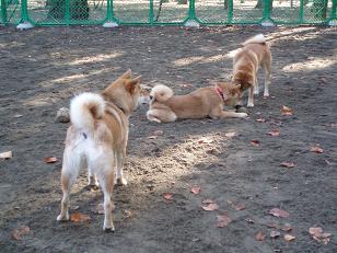 今朝のドッグラン （ 前編 ～ 柴犬編 ）_f0109601_15175368.jpg