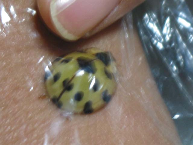 白っぽい大きなてんとう虫に似た昆虫を発見しました 昆虫ブログ むし探検広場