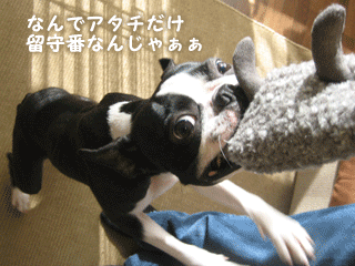 e0080117_19382286.gif