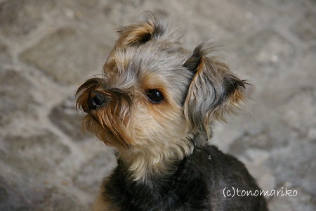 モデル犬をめざそう!_c0024345_2311345.jpg
