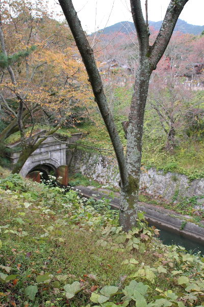 湖国の紅葉1　琵琶湖疏水～長等神社_b0055171_1653439.jpg