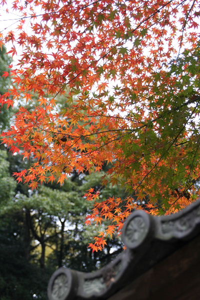 湖国の紅葉1　琵琶湖疏水～長等神社_b0055171_16551720.jpg