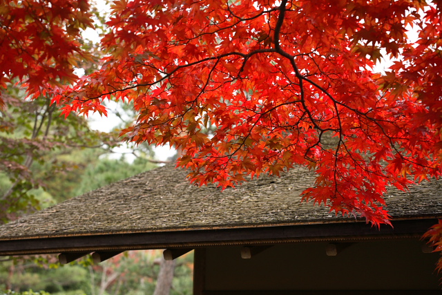 都下の紅葉（昭和記念公園）_d0033274_2284778.jpg