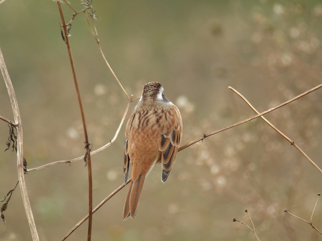 ようこそ冬鳥　ホオジロ_c0079001_11423938.jpg