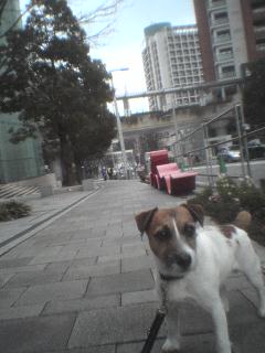 仕事好きな犬_c0099133_157392.jpg