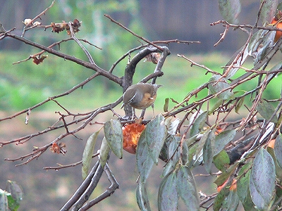 f0029038_957100.jpg