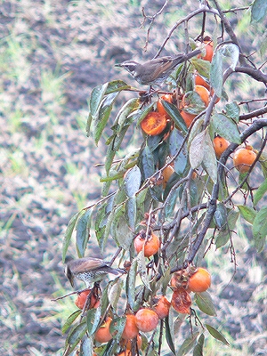 f0029038_971844.jpg