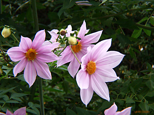 b0051253_7501389.jpg