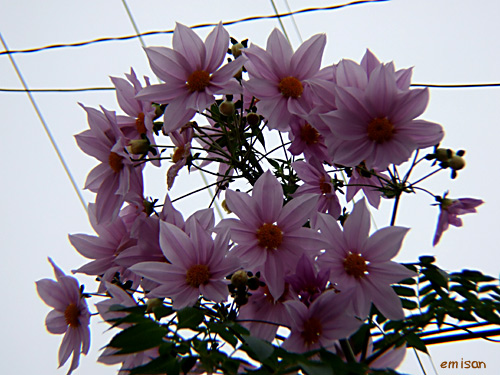 b0051253_7503318.jpg