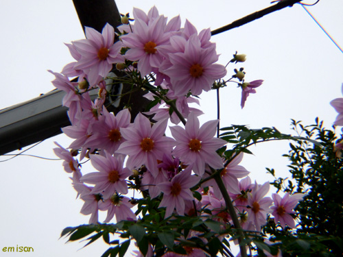 b0051253_7505124.jpg