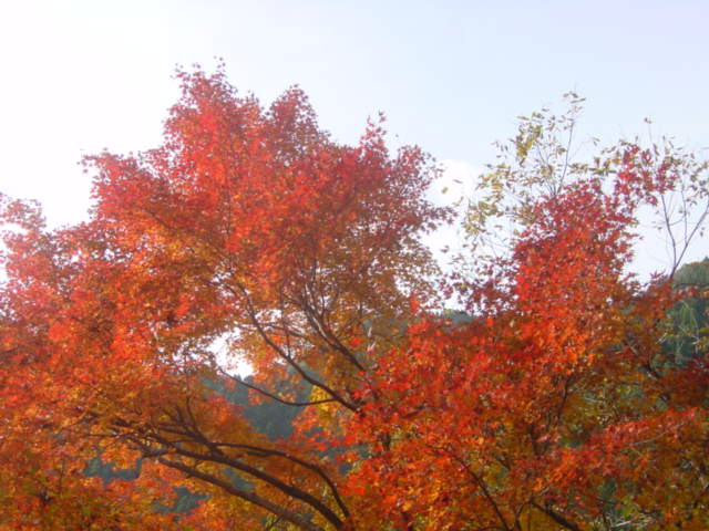 紅葉の奥多摩を歩く　Part-1_c0006772_17525513.jpg