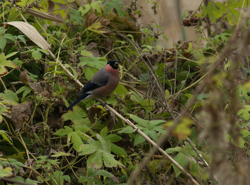 c0096278_1545594.gif