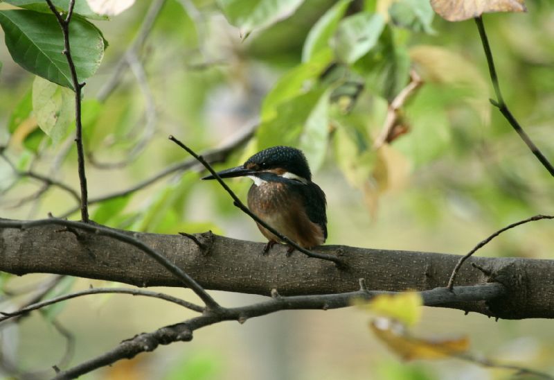 何時もの公園の鳥さん_c0058782_15175718.jpg