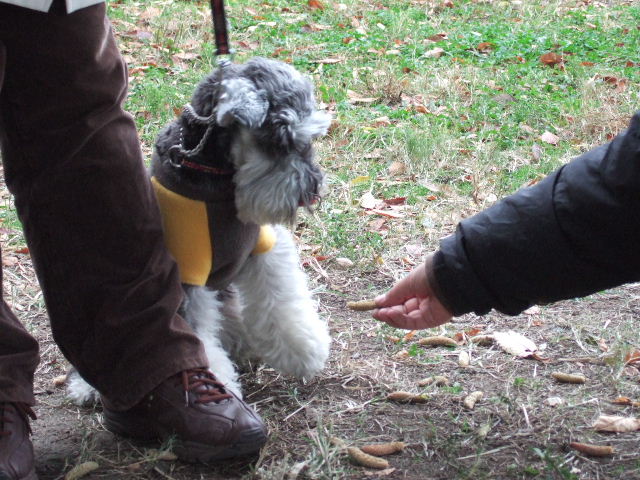 Dog School Report (44)　少数精鋭（？）_e0009283_15311850.jpg