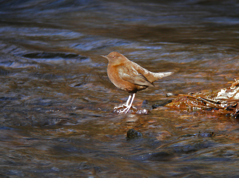 清流のカワガラス_f0055184_1753307.jpg