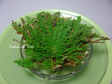 d0087503_202168.jpg
