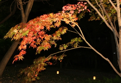 e0071225_21231010.jpg