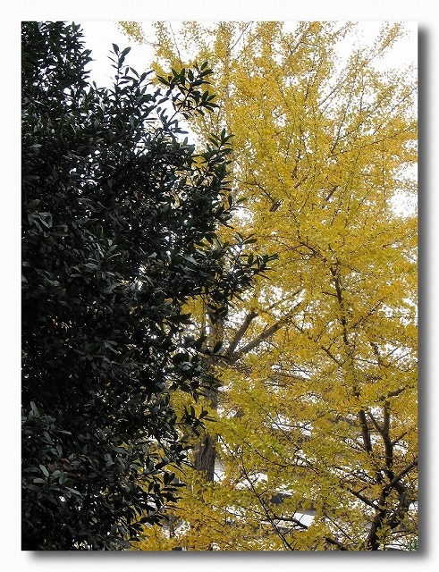 浅間神社の紅葉_e0052135_1856553.jpg