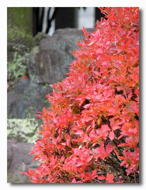 浅間神社の紅葉_e0052135_18572528.jpg