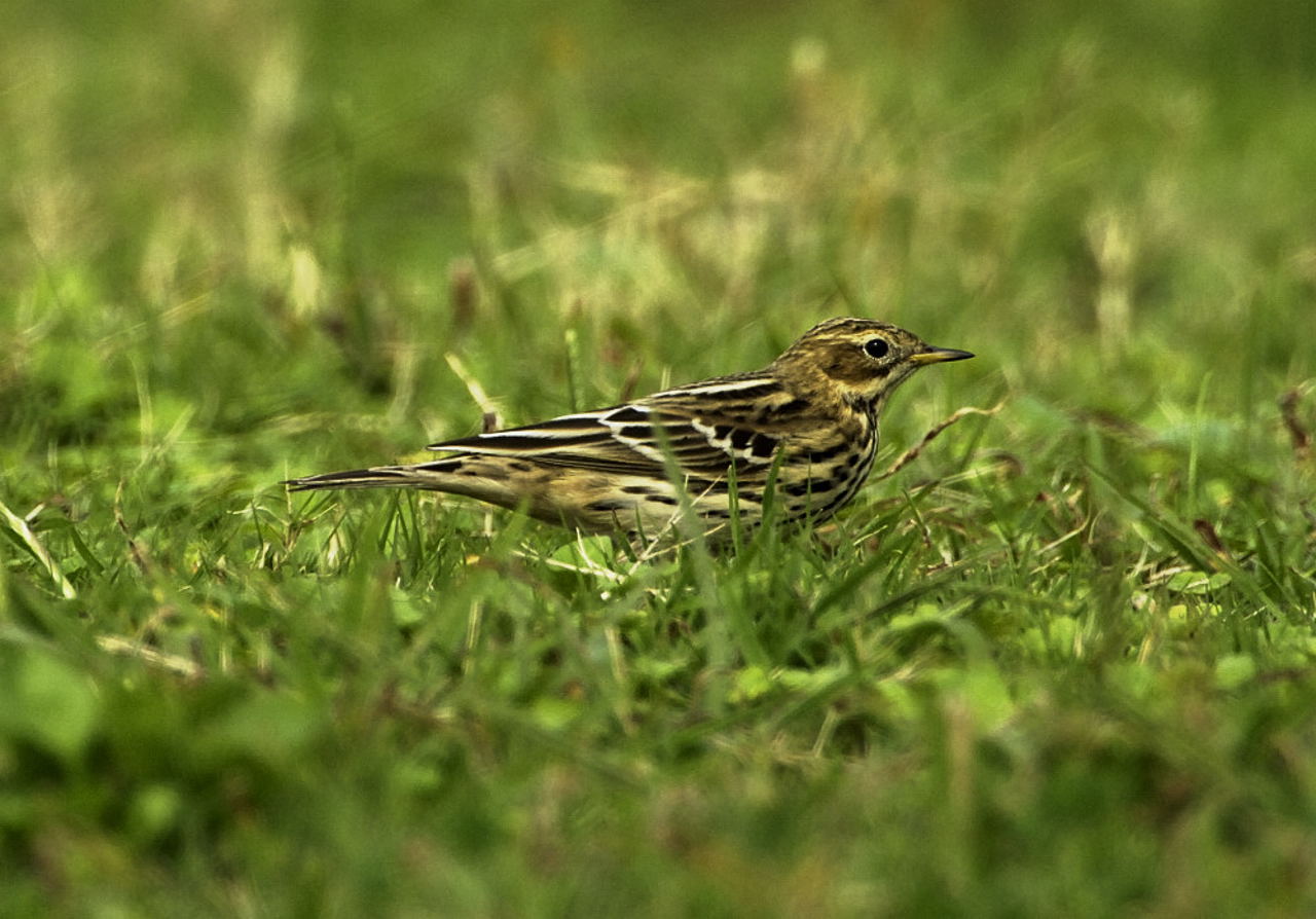 胸赤田雲雀（ムネアカタヒバリ）_e0065438_19493956.jpg