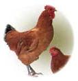 有機資材の徹底研究 Ｎｏ３　「鶏糞」について考える_b0071546_134071.jpg
