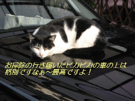【白黒猫の一族その２】_b0009849_16175984.jpg
