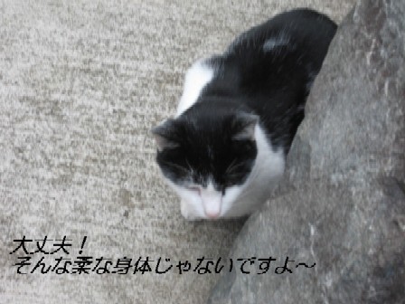 【白黒猫の一族その２】_b0009849_1622341.jpg