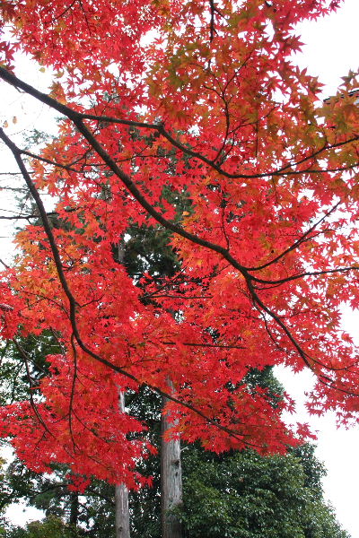 湖国の紅葉3　日吉大社にて～音色も染まり_b0055171_2151589.jpg