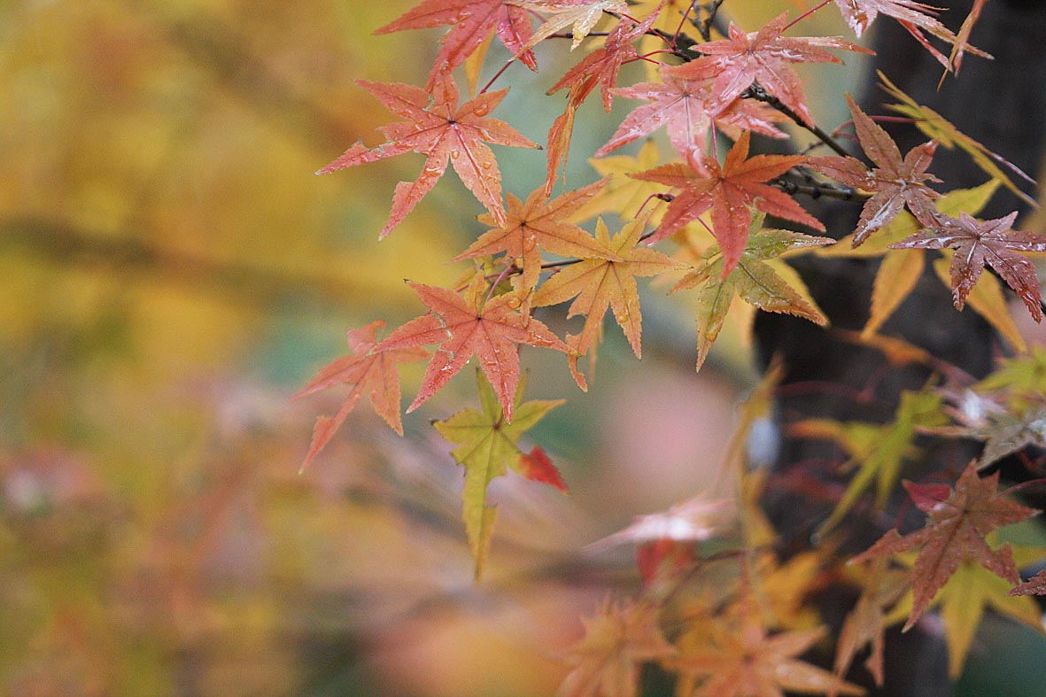 　　　　　　　　　　紅葉_a0050473_2254782.jpg