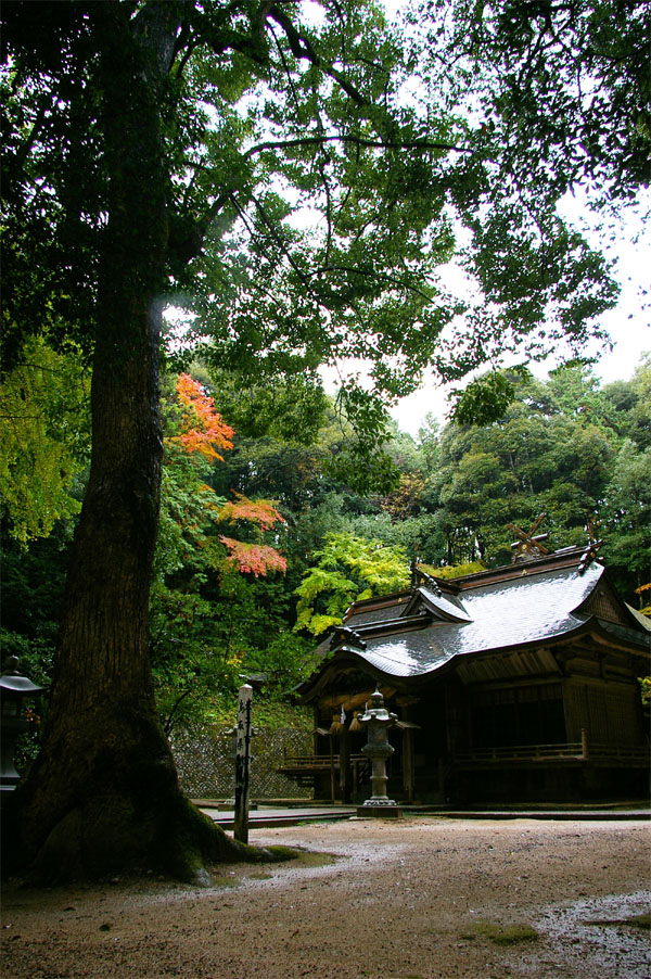 宗像／宗形神社本殿_e0101776_21221632.jpg