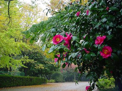 雨の公園_d0064990_1637059.jpg